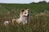 BORDER COLLIE 1092